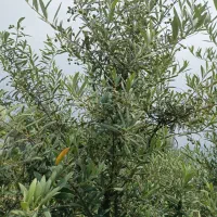 روغن هسته زیتون