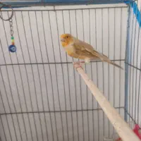 قناری نرو ماده|پرنده|هشتگرد, قاسم آباد بزرگ|دیوار