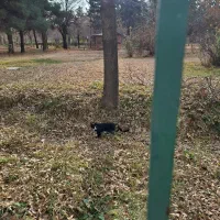 گم شده پیداشده|حیوانات|همدان, |دیوار