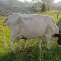 گاو و گوساله نر|حیوانات مزرعه|جیرفت, |دیوار