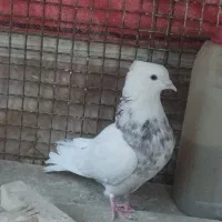 کبوتر رنگی طوقی