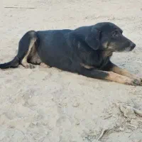 واگذاری دو قلاده سگ نگهبان|سگ|سمنان, |دیوار