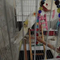 یک جفت عروس هلندی فروشی