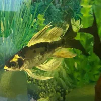 کوی مایان و باترفلای|ماهی|ری, جوانمرد قصاب|دیوار