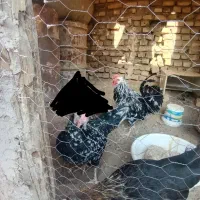 مرغ و خروس گلین لری|حیوانات مزرعه|اصفهان, ارغوانیه|دیوار