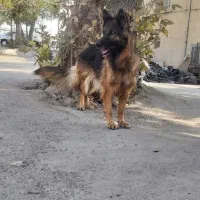 ژرمن شولاین ماده مو بلند|سگ|تهران, شهرک دریا|دیوار