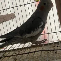 عروس هلندی نر ۳ ماهه