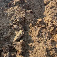 کاه پارسال|حیوانات مزرعه|شوشتر, |دیوار