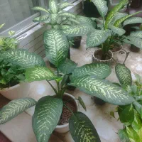 گل دفین و پتوس|گل و گیاه طبیعی|اصفهان, میرعماد|دیوار