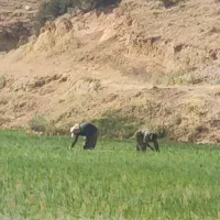 برنج چمپا(چلتیک)