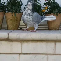 کفتر دمگیر|پرنده|اصفهان, نصرآباد|دیوار