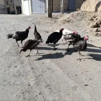 بوقلمون و مرغ