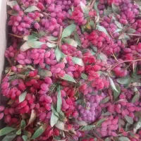 زرشک|خوردنی و آشامیدنی|مشهد, رباط طرق|دیوار
