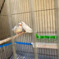 فنچ کینگ