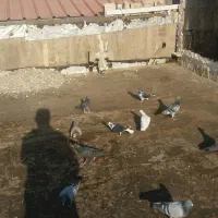 بخون داداش بعد|پرنده|تاکستان, |دیوار