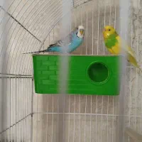 یک جفت مرغ عشق مولد