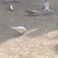 سلام خدمت عشق بازان