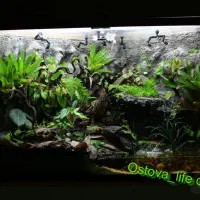 آکواریوم آب شور و شیرین وتراربوم و گرین وال مدرن|ماهی|صدرا-فارس, فاز ۲|دیوار