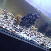 فروش آکواریوم 56سانت مدل شیشه خم با ماهی