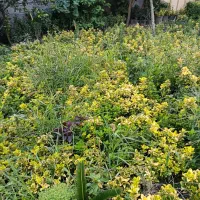 شمشاد طلایی ریشه لخت|گل و گیاه طبیعی|آمل, |دیوار