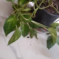 گل گهواره موسی و گل ناز|گل و گیاه طبیعی|قم, انسجام|دیوار