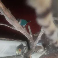 یک عروس و یک کوتوله