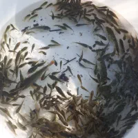 ماهی گرم کپور|ماهی|سنگر, |دیوار