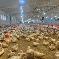 نیروی کار مرغداری