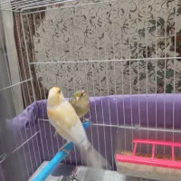 قناری نرریزه خون|پرنده|مشهد, بلال|دیوار