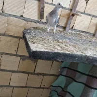 سرک سیاه و کوهی|پرنده|شیراز, شهرک گلها|دیوار