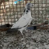 کفتر تهرانی