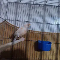 دو عدد قنار نر سالم و سرحال|پرنده|پاکدشت, پاکدشت (مامازند)|دیوار