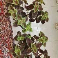 به قیمت مناسب فقط 6۰ هزار