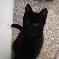 بچه گربه|گربه|ورامین, ورامین|دیوار