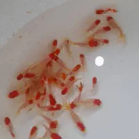 فروش انواع ماهی قرمزگلفیش تلسکوپی ارسال همه شهرها|ماهی|رشت, بیجارپس|دیوار