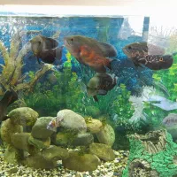 ماهی اسکار|ماهی|لنجان, |دیوار