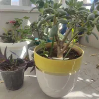 گل‌های فروشی|گل و گیاه طبیعی|نیشابور, دارایی|دیوار