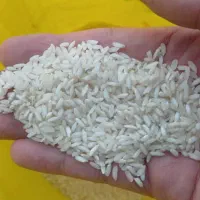 برنج عنبر بو خوزستان درجه یک