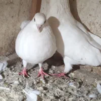 کبوتر جفتی|پرنده|سیاهکل, |دیوار