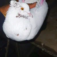 کفتر ماهرو|پرنده|قدس, هفت جوی|دیوار