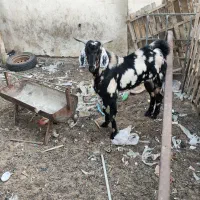 نر بز گوشتی|حیوانات مزرعه|چابهار, |دیوار