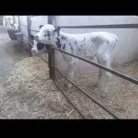 گاو