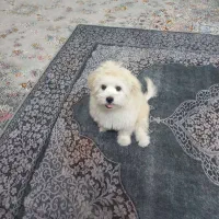 سگ با هوش ماده