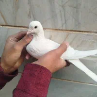 سلام به دوستان عشقبازای گل ۵عدد کفتر به فروش میرسد|پرنده|مهاجران, |دیوار