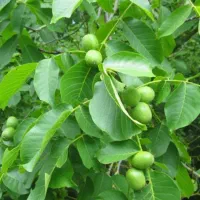 درخت گردو اجاره ای میخام