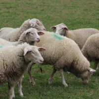 نر و بره زنده سنگسر افشار و مغان