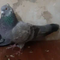 سبزنره کاکلی