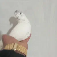 باشی سپه نر