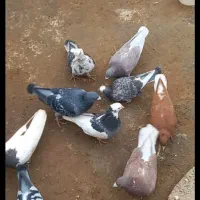 کبوتر‌اسفراین‌10عدد