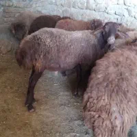 سلام یک عدد کاور نر